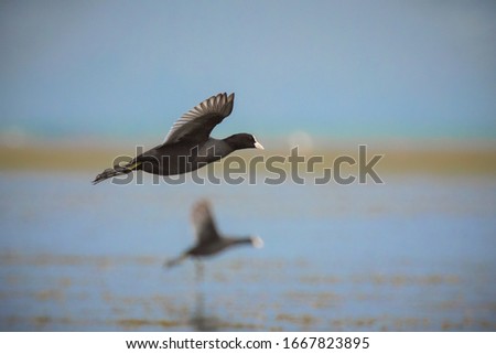 Common coot, Coots are rather small water birds that are members of the rail family, Rallidae. They constitute the genus Fulica, the name being the Latin term for 