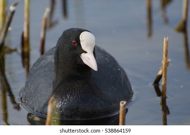 Common Coot (Fulica Atra).