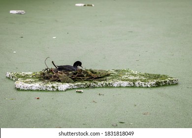 Common coot (Fulica Atra) building a nest form waste material on a floating piece of styrofoam surrounded by duckweeds
