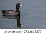 Common coot and its reflection.