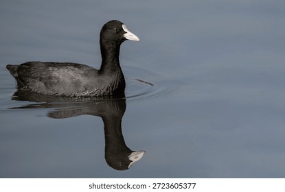 Common coot and its reflection.