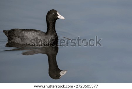 Common coot and its reflection.
