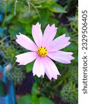 Common cosmea, split-leaved cosmos is a type of flowering plant from the aster family, genus cosmea or cosmos.