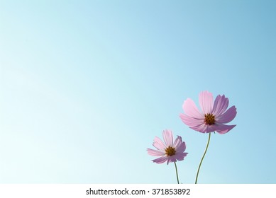 Common Cosmos