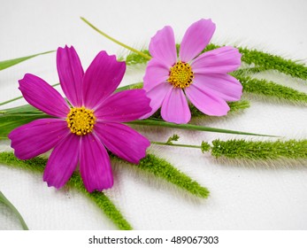 Common Cosmos