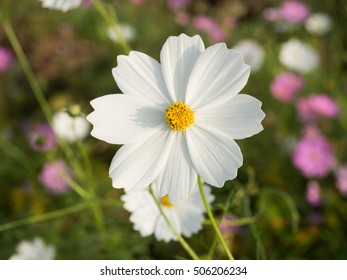 Common Cosmos