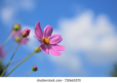 Common Cosmos In Autumn