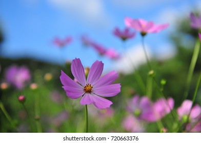 Common Cosmos In Autumn