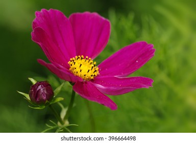 Common Cosmos, Cosmea