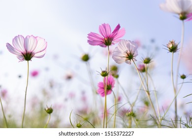 Common Cosmos Flowers With Sky