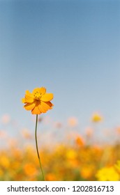 Common Cosmos Korea