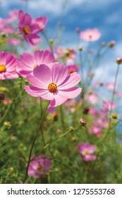  Common Cosmos Morifolium Flower