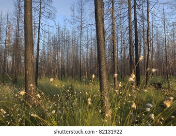 Common cotton grass (Eriophorum angustifolium) blooms in pine forest years after a big forest fire