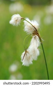 Common Cotton Grass On Wet Meadow