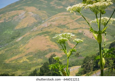 Common Cowparsnip (Heracleum Maximum), Marin Headlands State Park, San Francisco Bay Area, California
