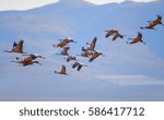 Common Crane