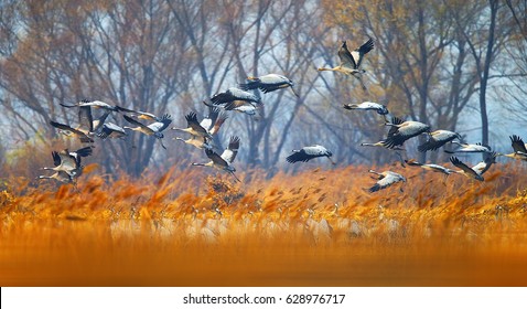 Common Crane