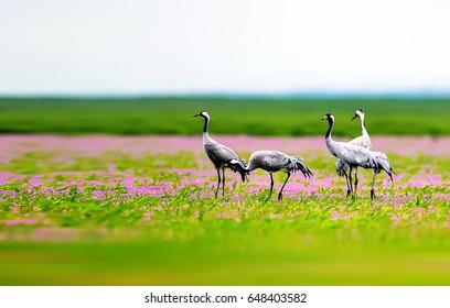 Common Crane