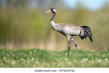 Common Crane Bird Close Up ( Grus Grus )