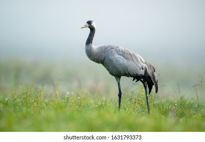 Common Crane Bird (Grus Grus)