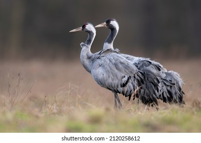 Common Crane Bird ( Grus Grus )