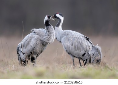 Common Crane Bird ( Grus Grus )