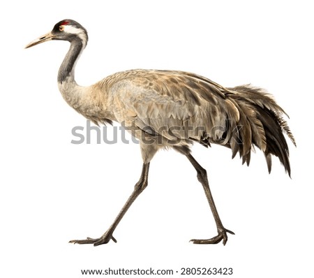 Common Crane Grey Elegant Long Legged Bird Full Body Isolated on White Background