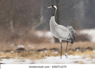 Common Crane (Grus Grus)