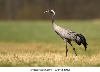 Common Crane (Grus Grus)