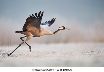 Common Crane (Grus Grus)