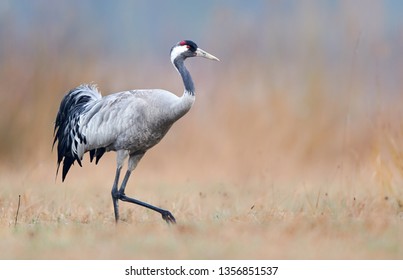 Common Crane (Grus Grus)