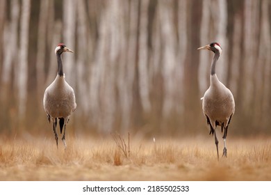 The Common Crane (Grus Grus)