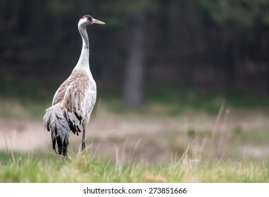 Common Crane (Grus Grus)