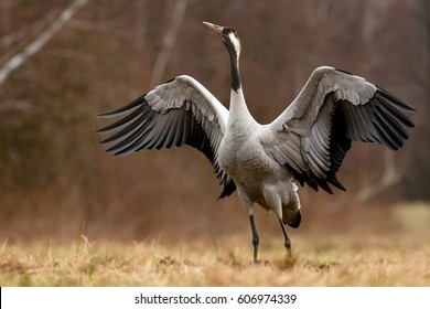 Common Crane (Grus Grus)