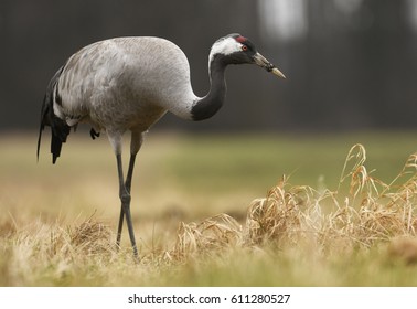 Common Crane (Grus Grus)