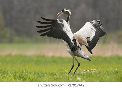 Common Crane (Grus Grus)