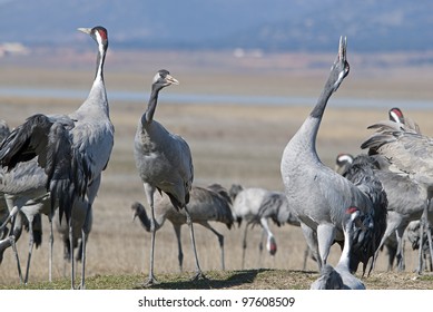 Common Crane Grus Grus