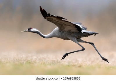 Common Crane (Grus Grus) Bird