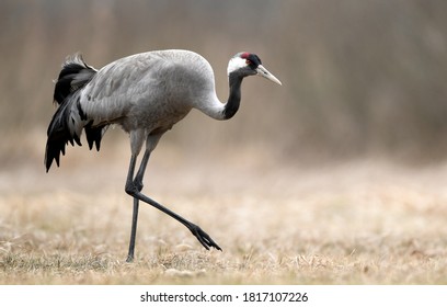 Common Crane (Grus Grus) Bird