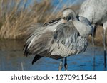 Common crane (Grus grus). Juvenile preening. Gallocanta Lagoon Natural Reserve. Aragon. Spain.