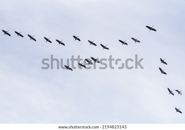The common\
crane (Grus grus), also known as the Eurasian crane, is a bird of\
the family Gruidae, the cranes. A medium-sized species, it is the\
only crane commonly found in\
Europe