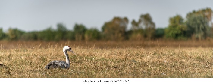 A Common Crane (Grus Grus) In The Hortobágy National Park In Hungary