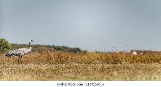 A Common Crane (Grus Grus) In The Hortobágy National Park In Hungary