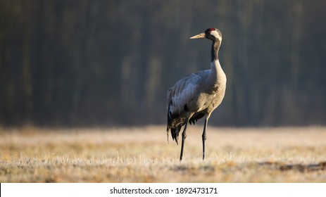 6,624 Crane Falls Images, Stock Photos & Vectors | Shutterstock