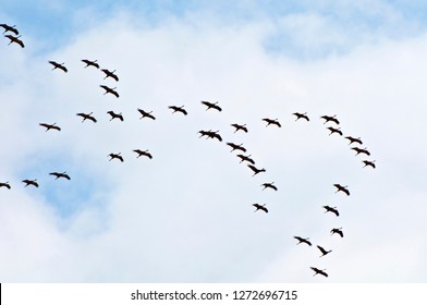 Common Crane Migration