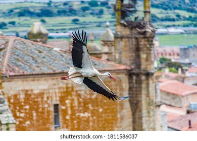 A Common Crane Taking Flight In Trujillo, Province Of Cáceres‎, Spain