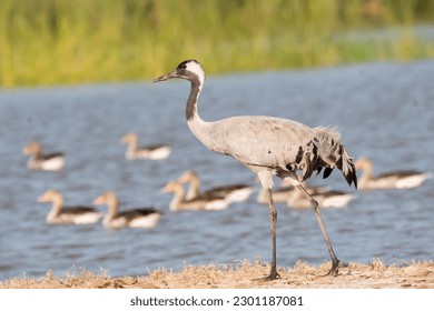 A common crane walking at the edge of a water body inside Wild Ass Sanctuary in Gujarat during a visit to the park in winter