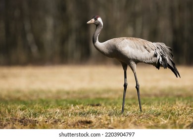 Common crane walking on dry grassland in autumn from side - Shutterstock ID 2203904797