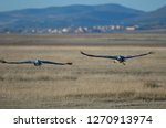 Common cranes (Grus grus) flying. Gallocanta Lagoon Natural Reserve. Aragon. Spain.