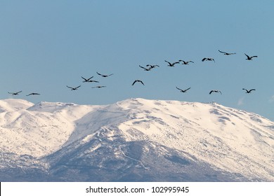 Common Cranes & Mount Hermon